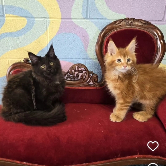 Meet your Posher, Sharon - Picture 8 of 12